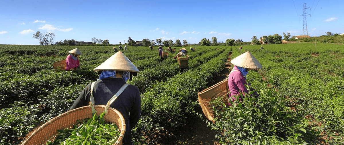 Le thé est un art de sa cueillette à sa dégustation. Saveur Ō naturelle propose de faire découvrir toutes ses grandes familles de thé au travers de thé d'origine bio.